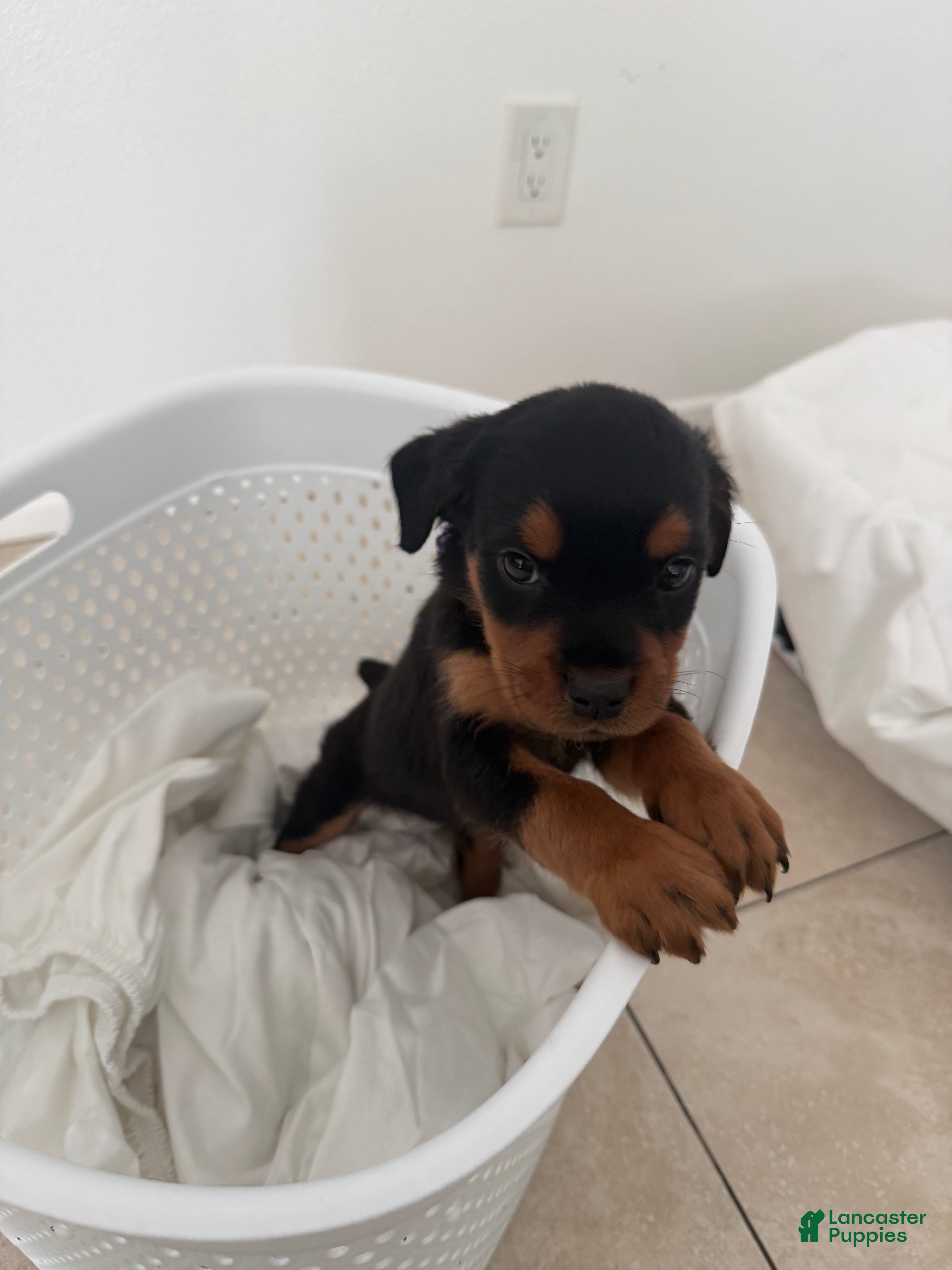 Rottweiler dogs Rottweiler Purple - Ad 6