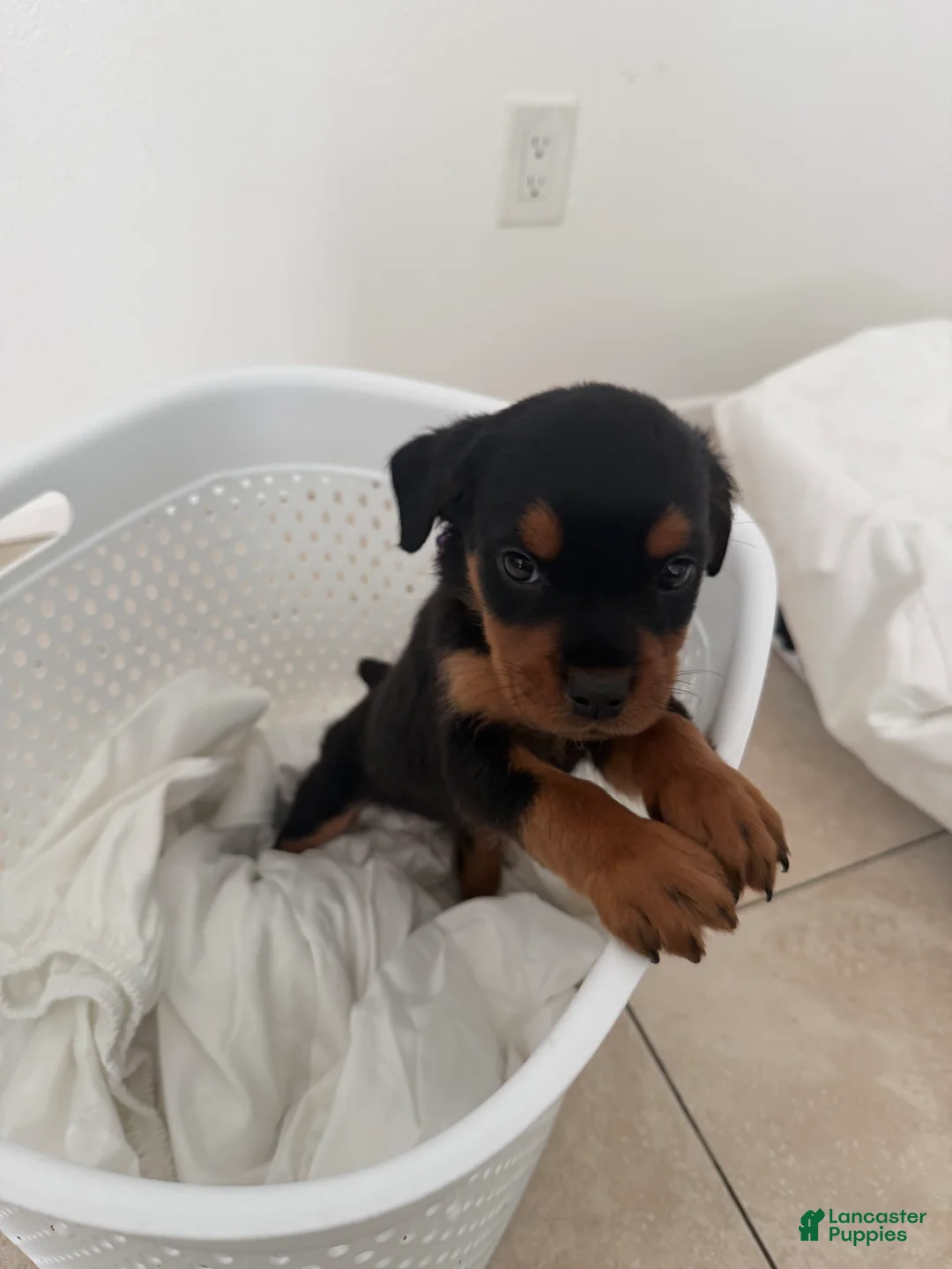 Rottweiler dogs for sale: Rottweiler Purple - Ad 1