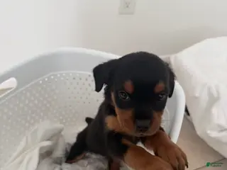 Rottweiler dogs Rottweiler Purple - Ad 6