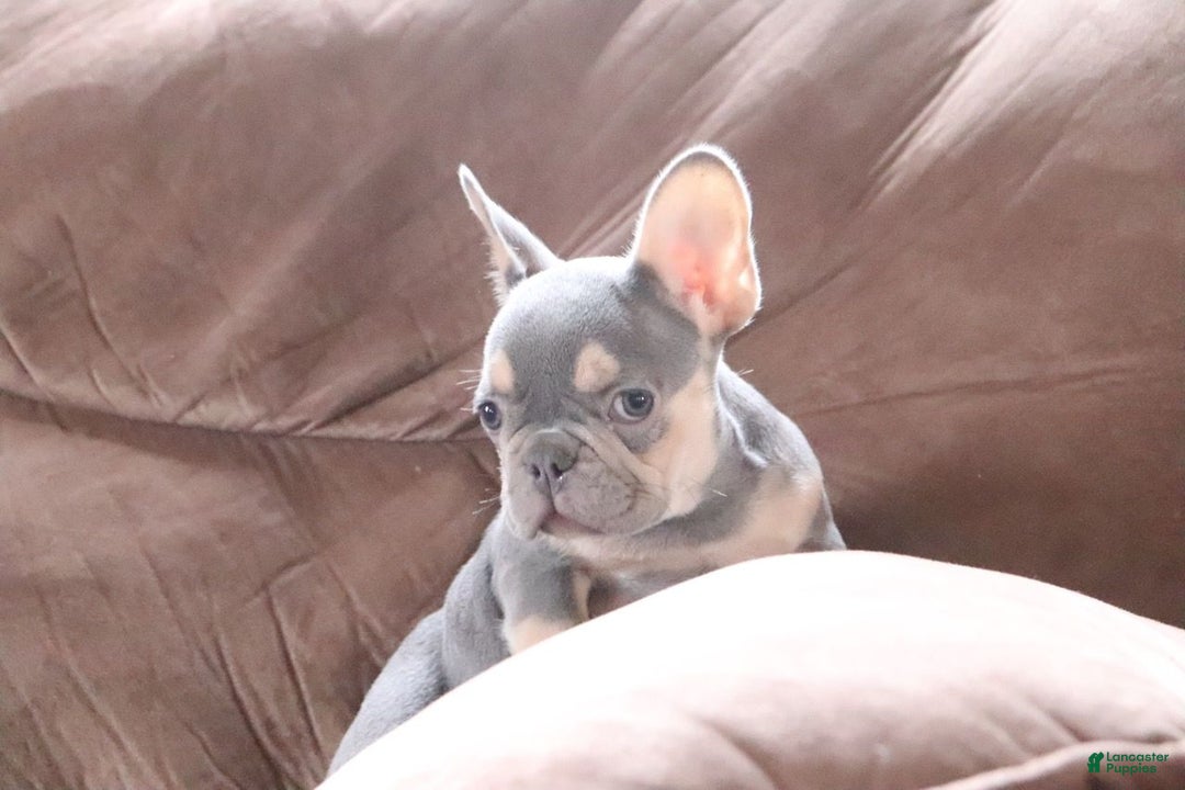 French Bulldog dogs for sale: Savannah - Ad 2