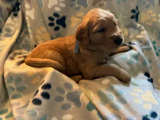 Golden Retriever dogs for sale: Blue - Ad 2