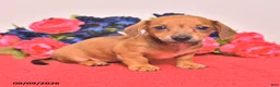 Miniature Dachshund dogs for sale: Winona - Ad 3