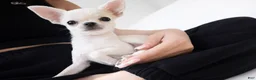 Chihuahua dogs for sale:  Puppy 3 - Ad 2