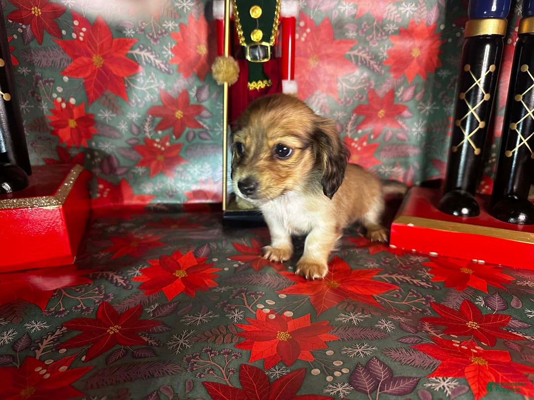 Dachshund dogs for sale: Bugs - Ad 4