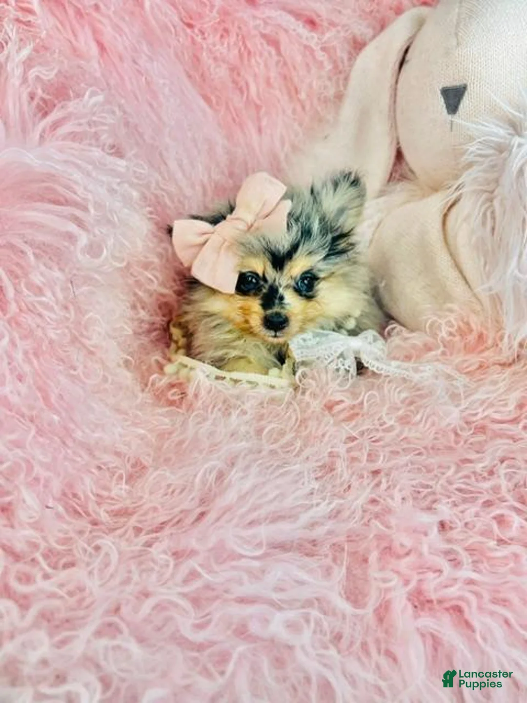 Pomeranian dogs for sale: Merle Pomeranian 1 - Ad 2