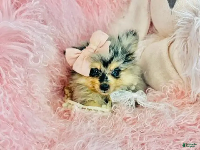 Pomeranian dogs for sale: Merle Pomeranian 1 - Ad 2