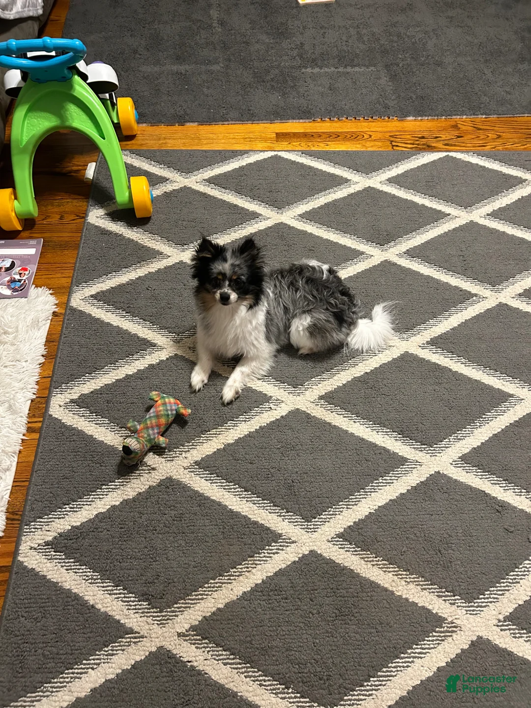 Pomeranian dogs for sale: Pomeranian Puppy 1 - Ad 1