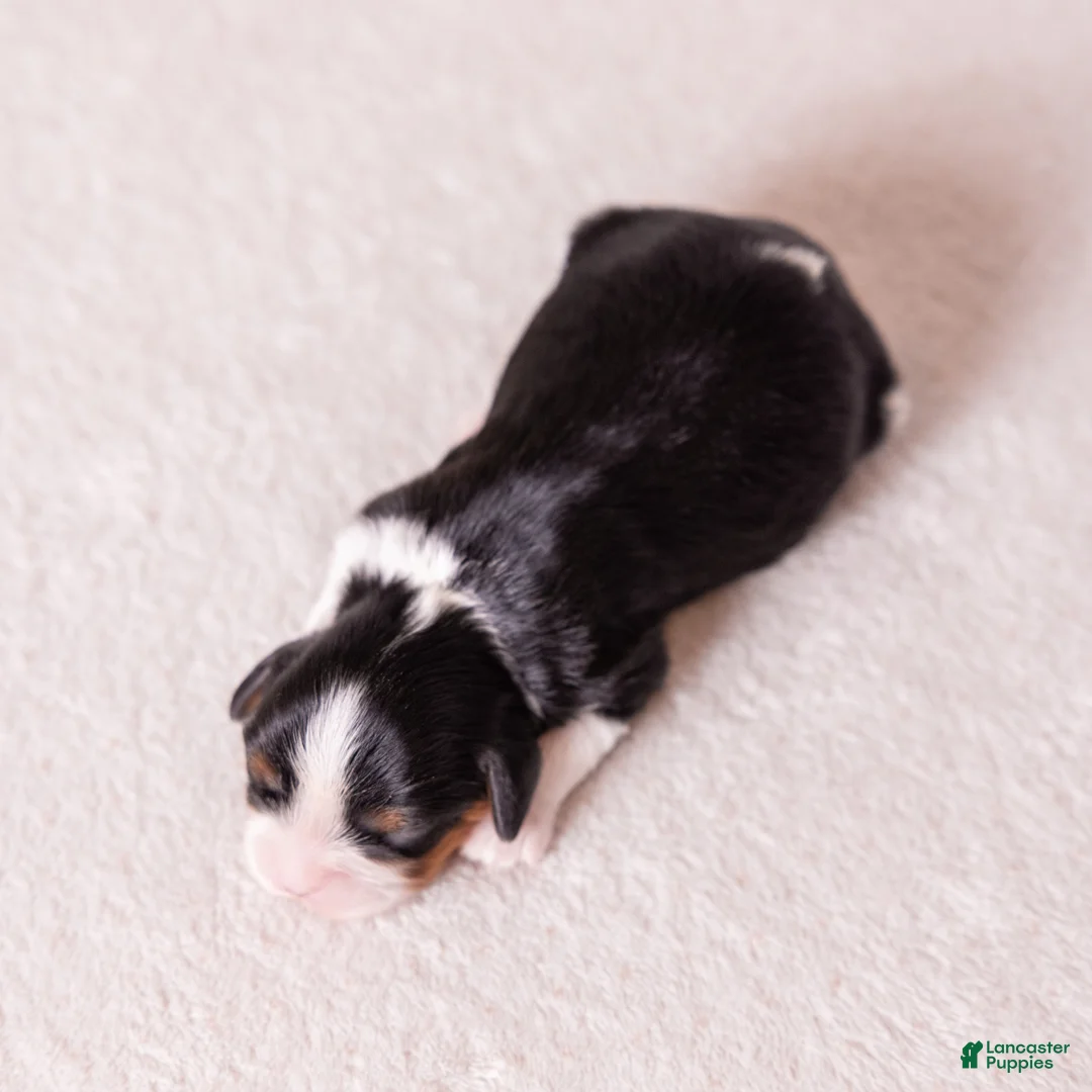Cavalier King Charles Spaniel dogs for sale: Kudos - Ad 2
