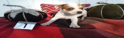 Chihuahua dogs for sale: Chihuahua 8 Sophia - Ad 5