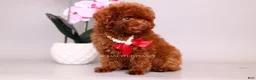 Toy Poodle dogs for sale: Erling teacup brown b-b - Ad 5