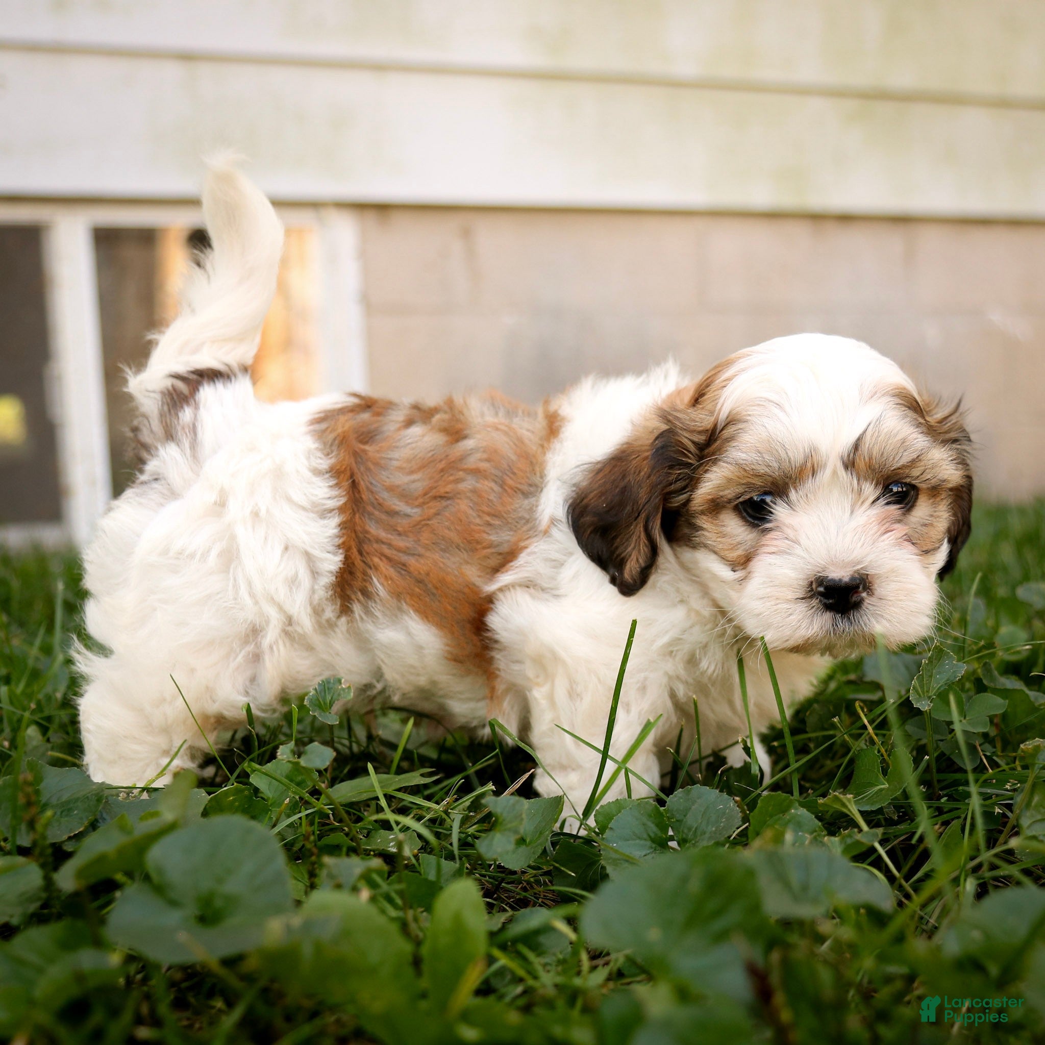 Teddy Bear dogs Victor - Ad 2
