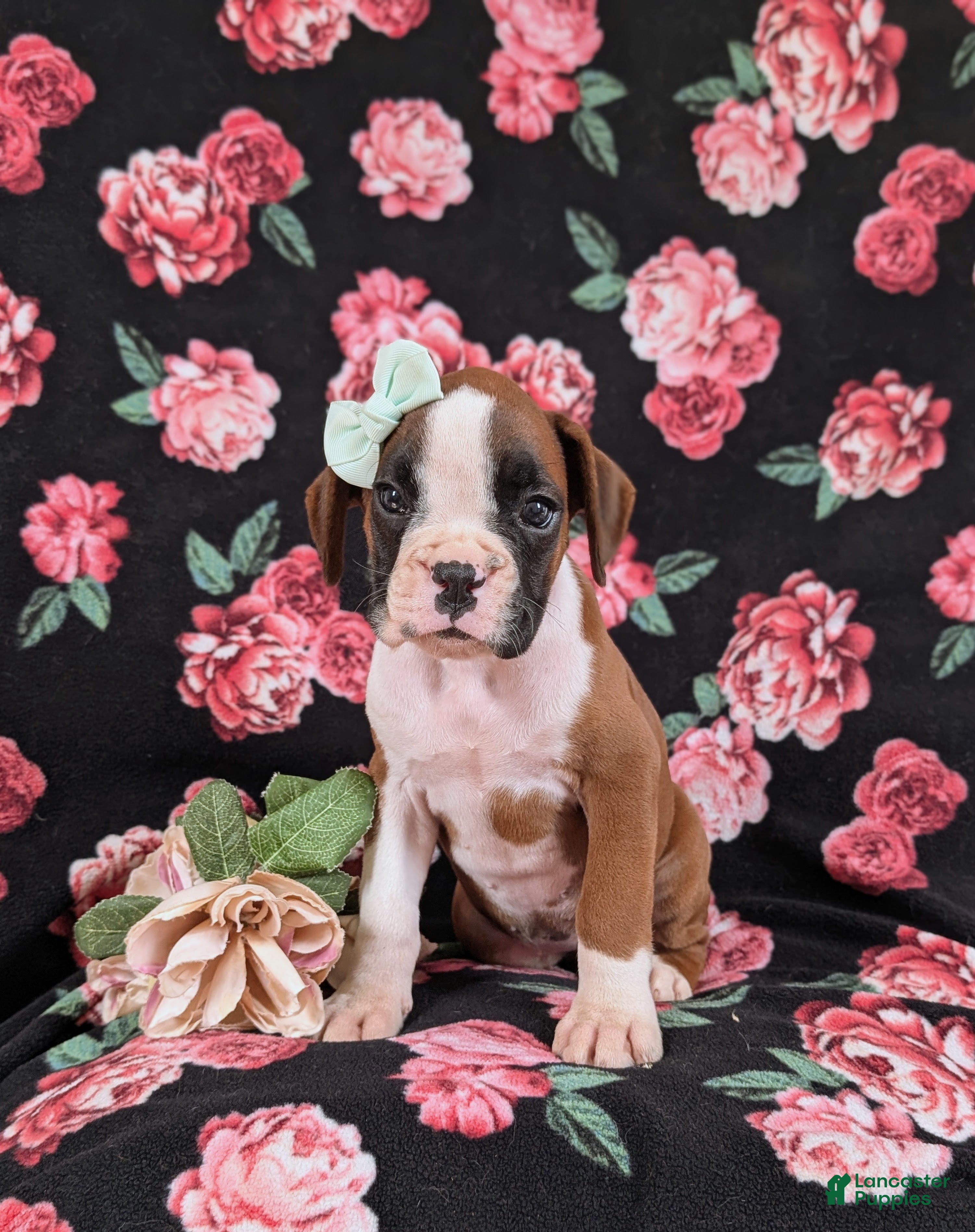 Boxer dogs Ramsey - Ad 1