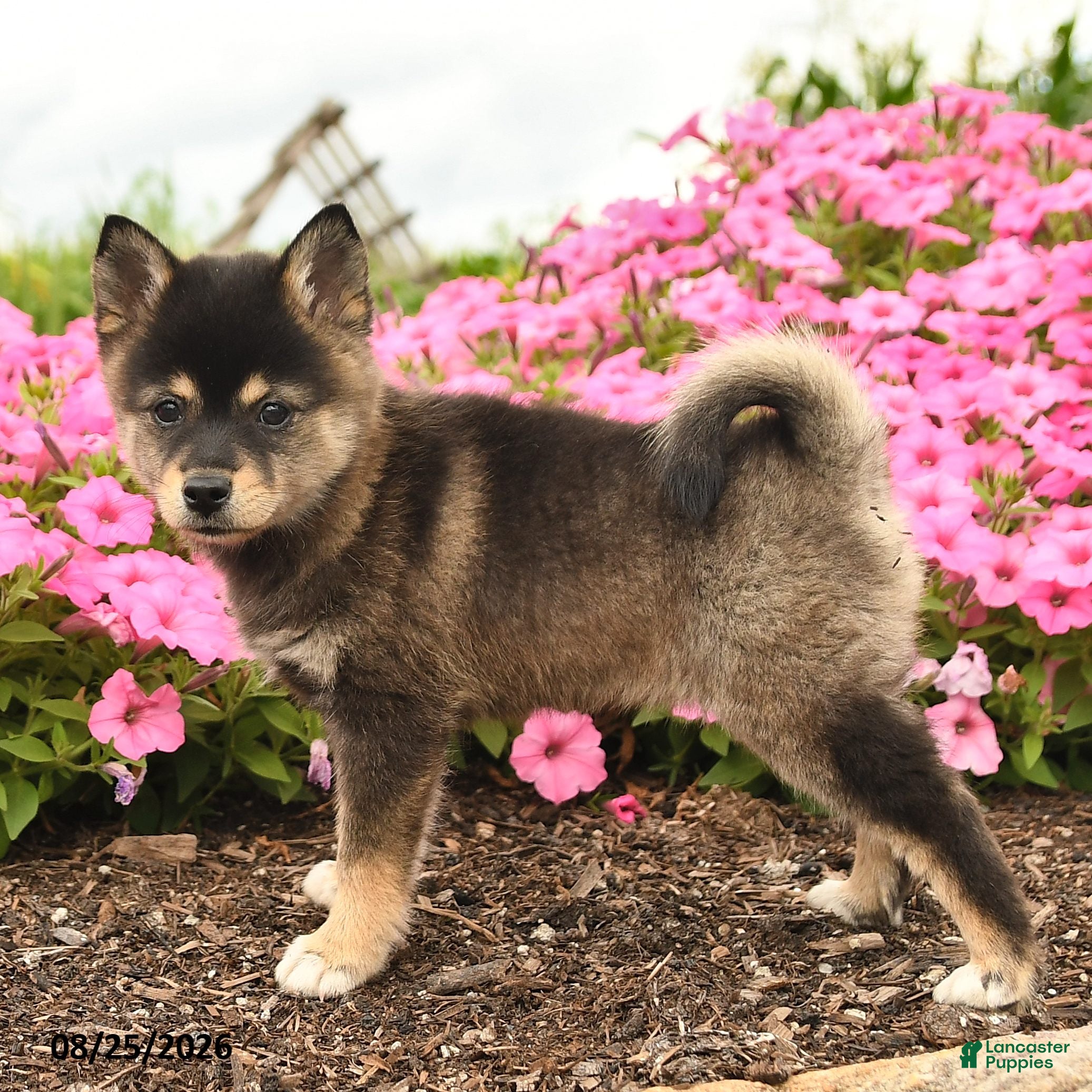 Alaskan Klee Kai dogs Greta - Ad 2
