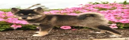 Alaskan Klee Kai dogs for sale: Greta - Ad 2