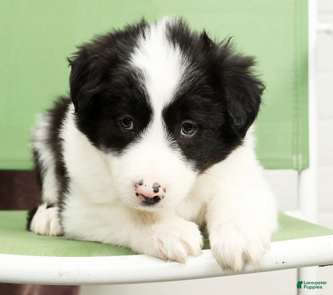 Border Collie dogs for sale: Duke - Ad 7