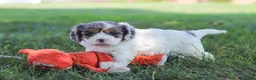 Cavapoo dogs for sale: Kai - Ad 6