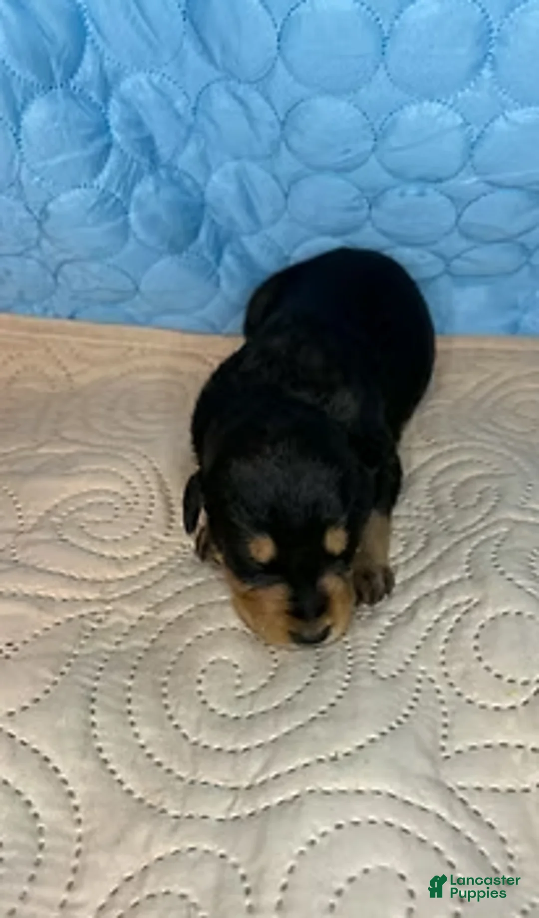 Mixed Breed dogs for sale: Peaches - Ad 2