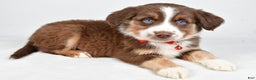 Miniature Australian Shepherd dogs for sale: Ronny - Ad 4