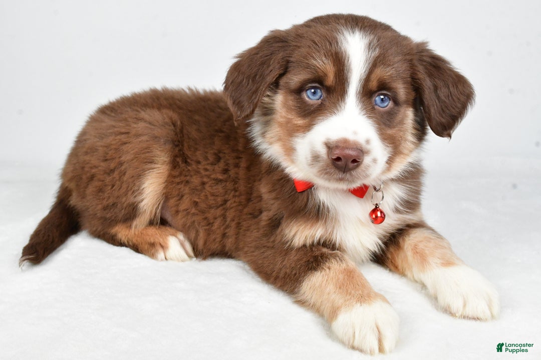 Miniature Australian Shepherd dogs for sale: Ronny - Ad 4