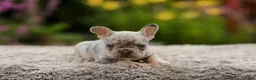 French Bulldog dogs for sale: Hugo - Ad 6