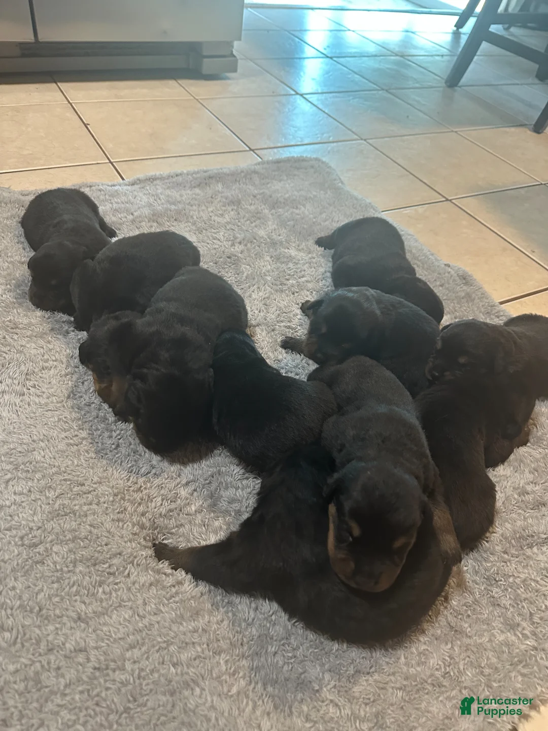 Rottweiler dogs for sale: Rottweiler Puppy 10 - Ad 2