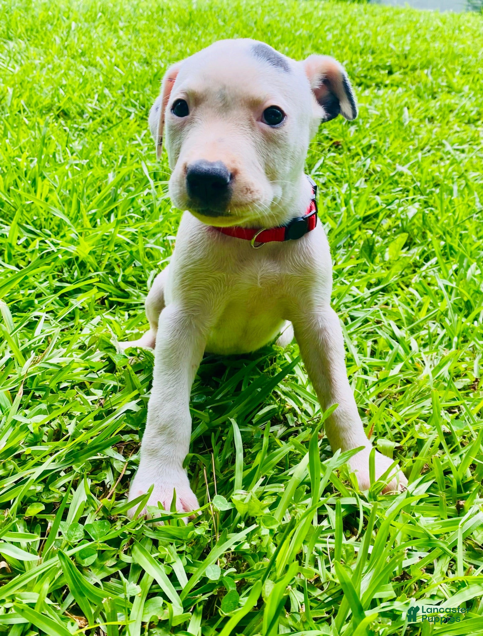 American Pit Bull Terrier dogs American Pit Bull Terrier 4 - Ad 9