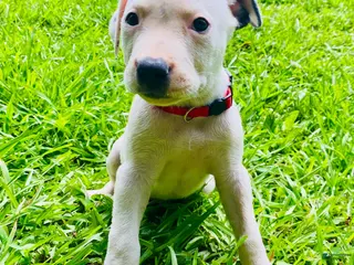 American Pit Bull Terrier dogs American Pit Bull Terrier 4 - Ad 9