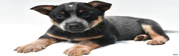 Australian Cattle Dog dogs for sale: Sky - Ad 8