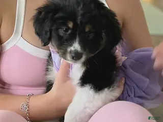 Mixed Breed dogs Mixed Breed Puppy 7 - Ad 9