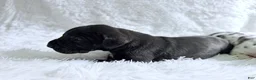 Great Dane dogs for sale: Artemis - Ad 3