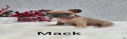 French Bulldog dogs for sale: Mack - Ad 8