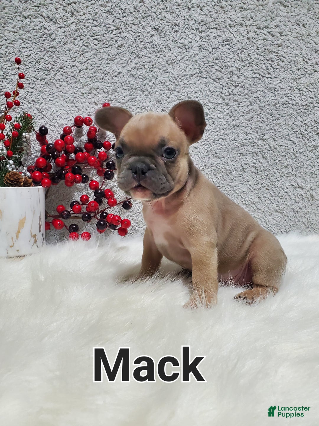 French Bulldog dogs for sale: Mack - Ad 8