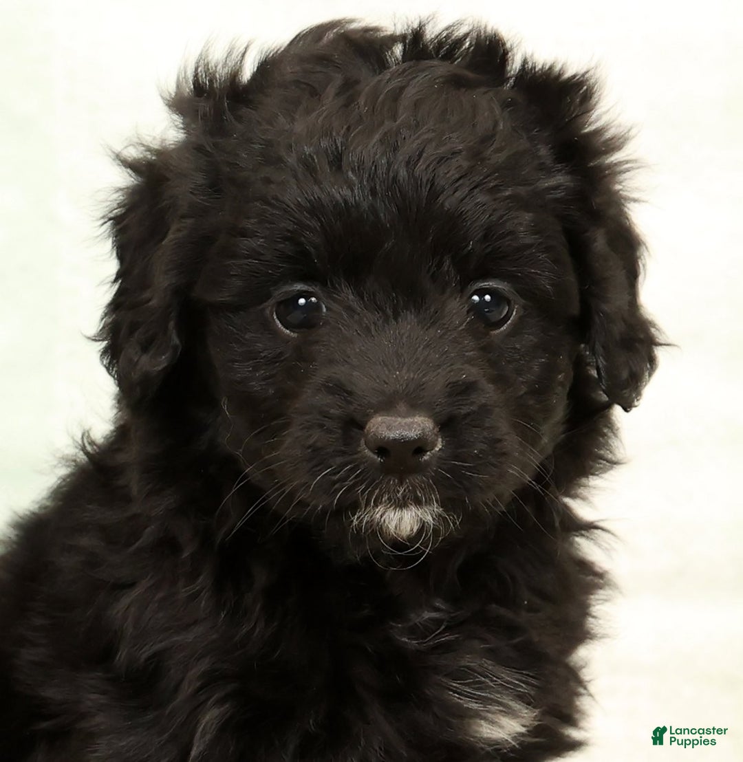 Mini Aussiedoodle dogs for sale: Suzie - Ad 9