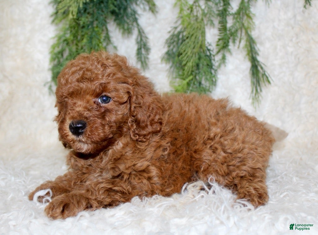 Cavapoo dogs Cavapoo 3 - Ad 11