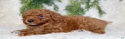 Cavapoo dogs for sale: Cavapoo 3 - Ad 1