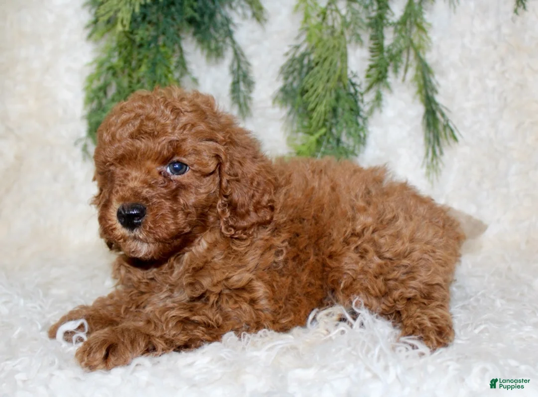 Cavapoo dogs for sale: Cavapoo 3 - Ad 1