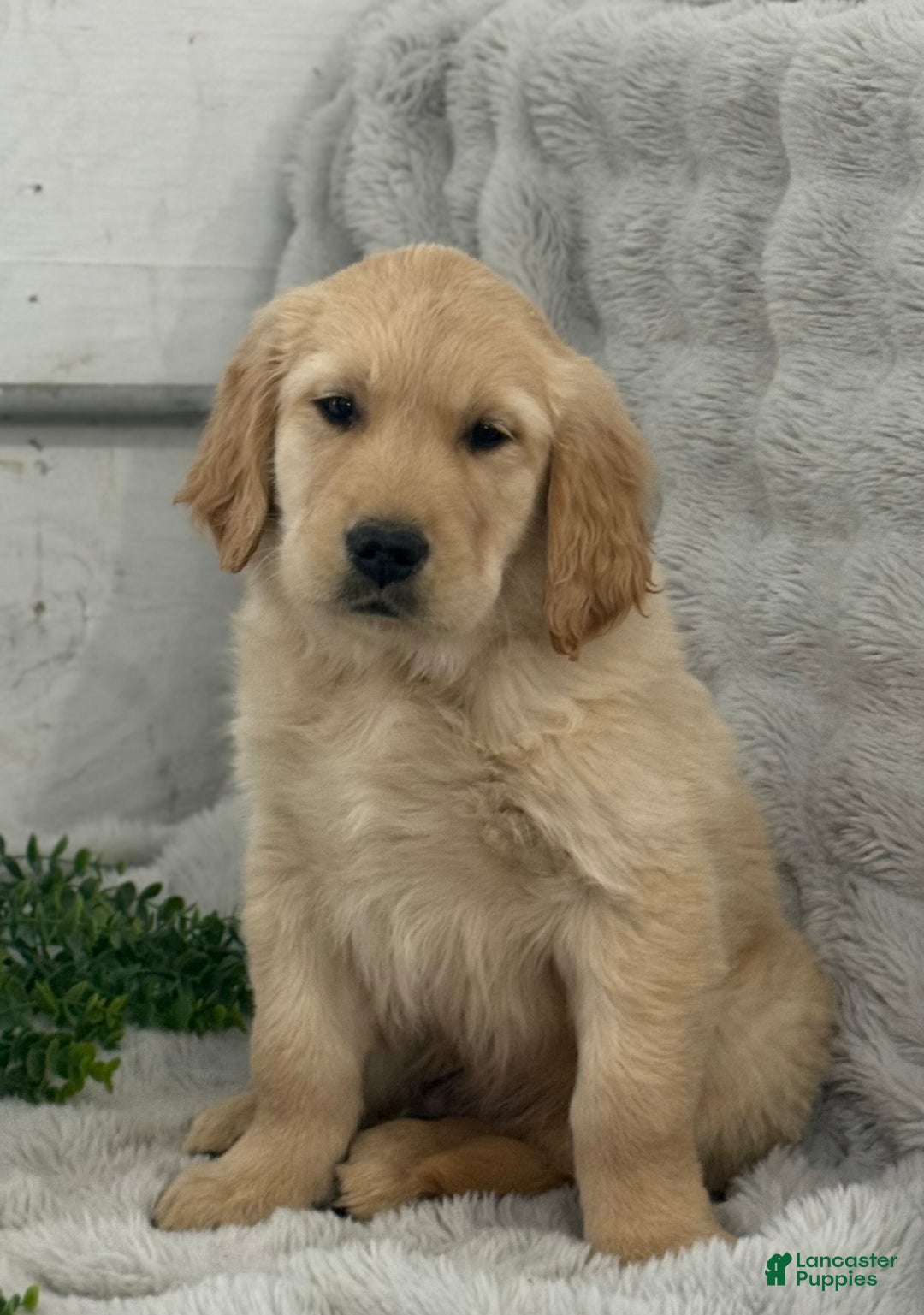 Golden Retriever dogs for sale: Jingle Bells - Ad 8