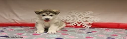 Alaskan Malamute dogs for sale: Kodiak - Ad 1