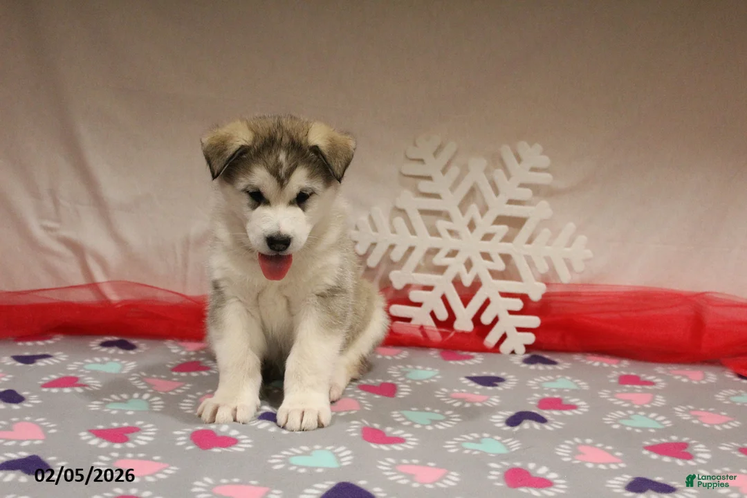 Alaskan Malamute dogs for sale: Kodiak - Ad 1