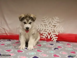 Alaskan Malamute dogs Kodiak - Ad 4
