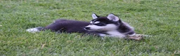 Siberian Husky dogs for sale: Carlos - Ad 6
