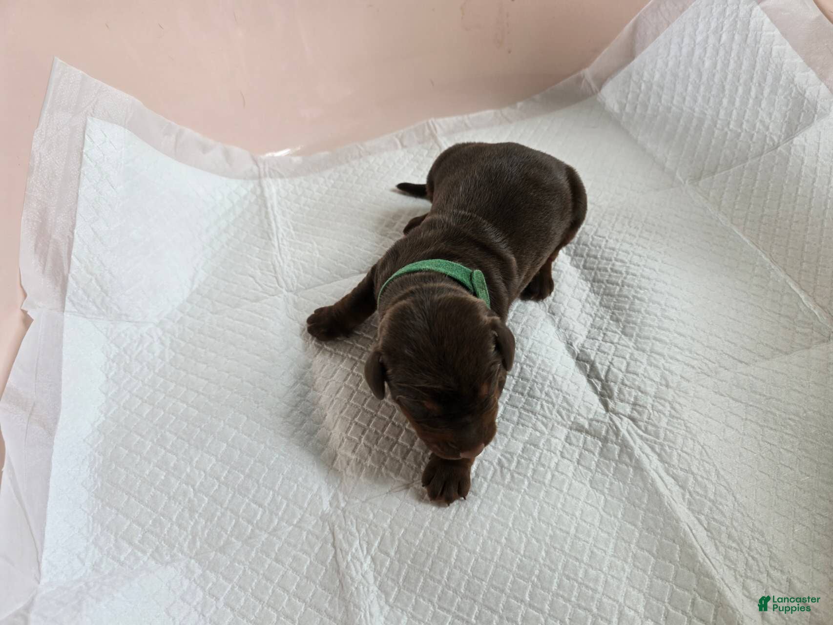 Doberman Pinscher dogs Doberman Pinscher Puppy 4 - Ad 1