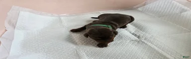 Doberman Pinscher Puppy 4