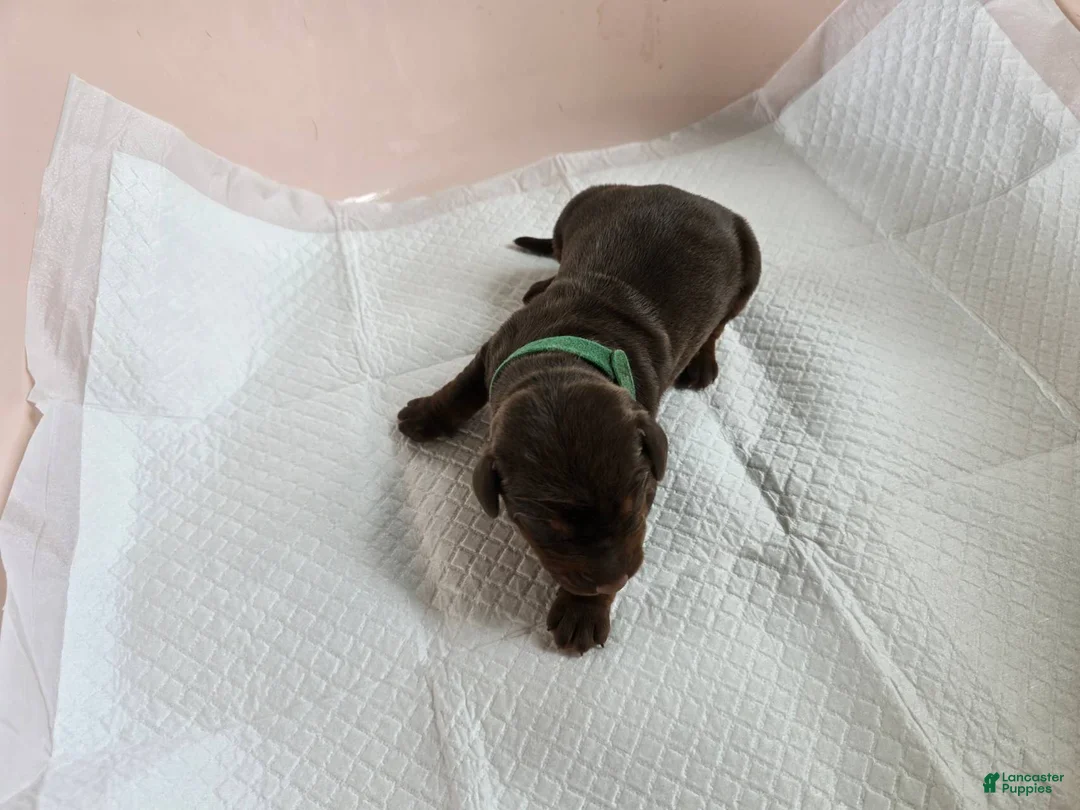 Doberman Pinscher dogs for sale: Doberman Pinscher Puppy 4 - Ad 1