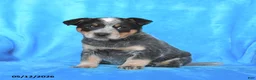 Australian Cattle Dog dogs for sale: Cindy - Ad 2