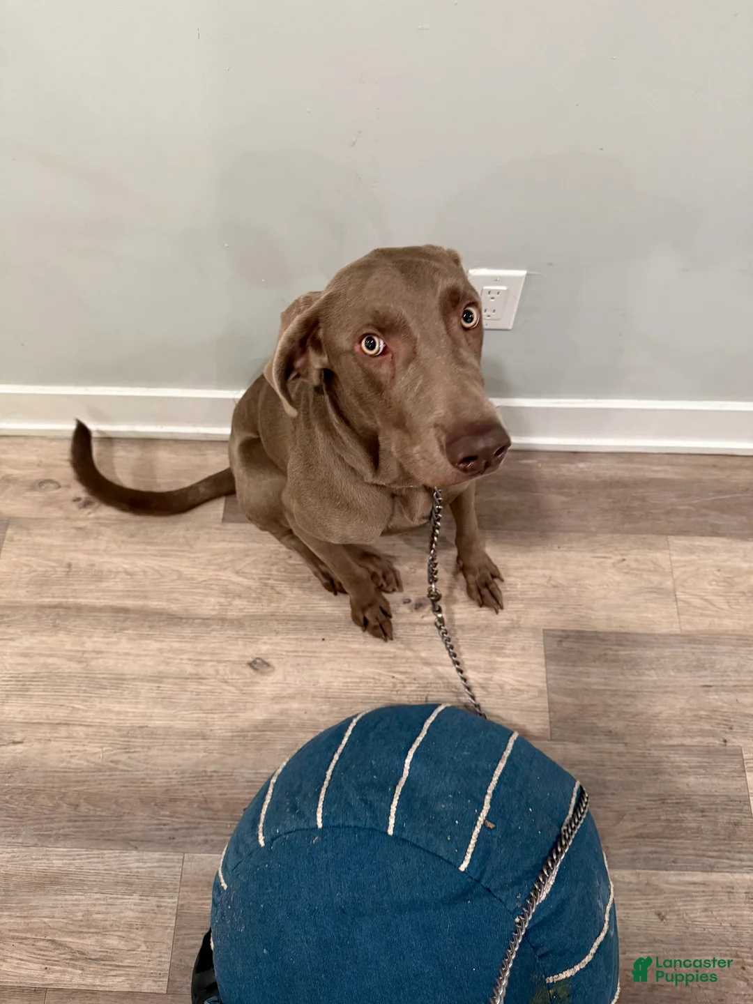 Weimaraner dogs for sale: Sosa - Ad 2