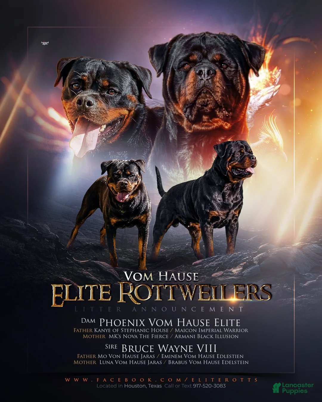 Rottweiler dogs for sale: Rottweiler 6 - Ad 2