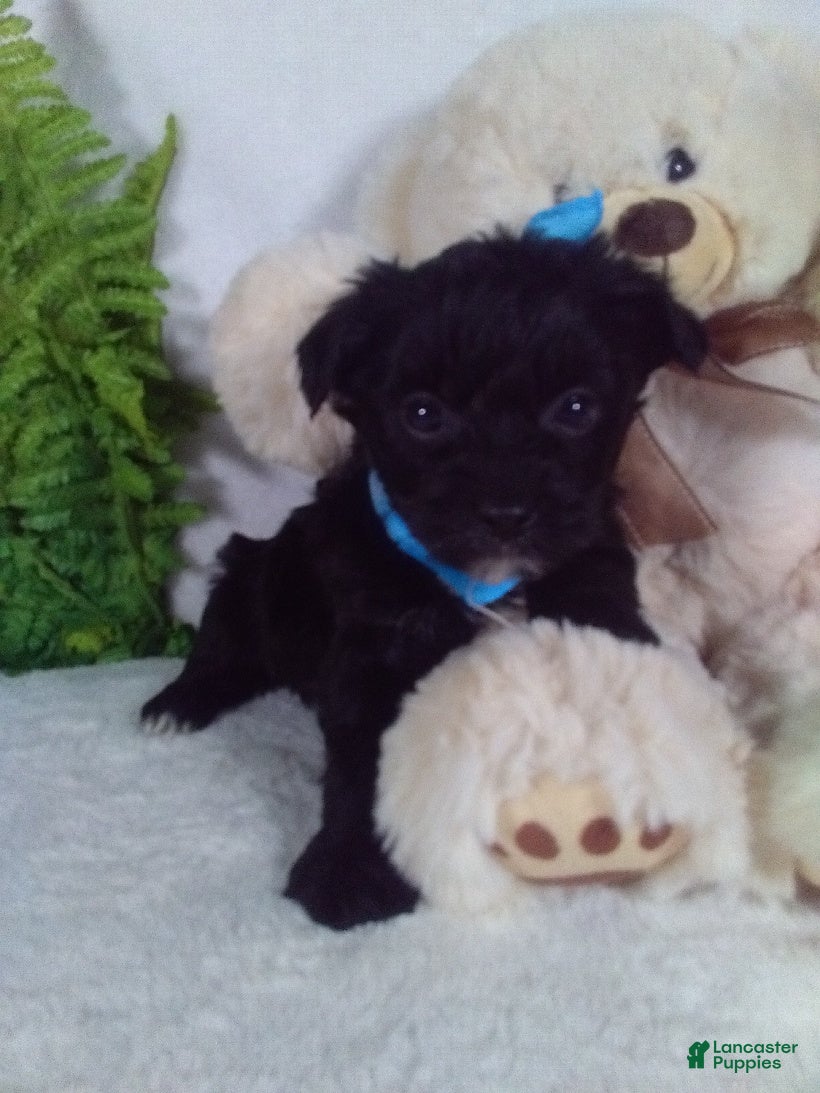 Yorkiepoo dogs Gizmo - Ad 22