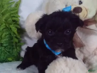 Yorkiepoo dogs Gizmo - Ad 22