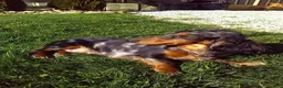 Miniature Dachshund dogs for sale: Precious - Ad 10
